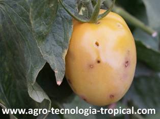 La incidencia del perforador del fruto del tomate hace perder la cosecha cuando no hay rotación de cultivos